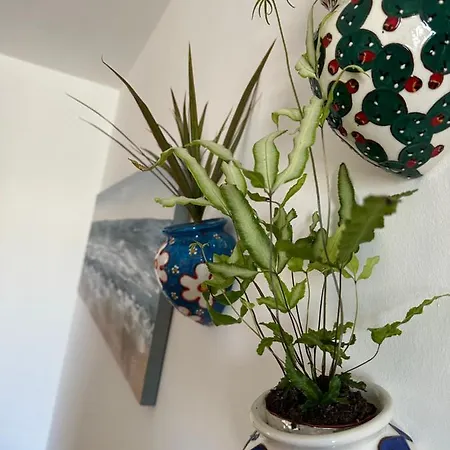 펜션 Licasedimare *